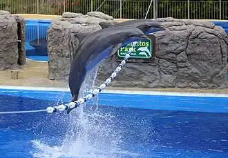 The Dolphin Show