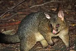 A common brushtail possum photographed on the ground and at night.