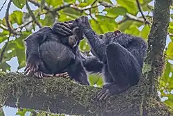 One chimpanzee grooming another on a tree.
