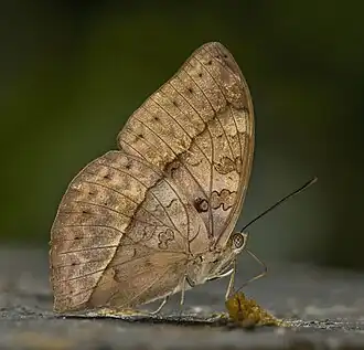 female C. e. egesta Kakum National Park, Ghana