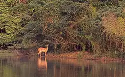 Bushbuck foraging next to the Comoé river