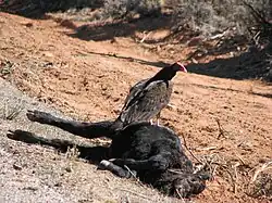 A large tan bird of prey with dark brown neck feathers and a bare red head sits on a dead cow in a desert with dead grass and scrub