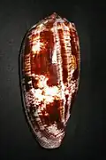 Abapertural view