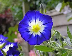 Cultivated Convolvulus tricolor