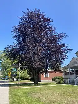 A dark purple example of a copper beech in Mystic, Connecticut