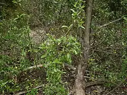 A sapling in the woods