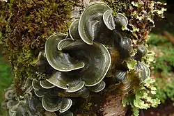 Green basidiolichen with fan-shaped radiating structure on tree bark