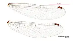 Female wings