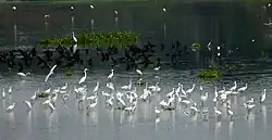 Cormorant and egrets