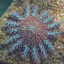 Acanthaster planci "mauritiensis" from Baja California.