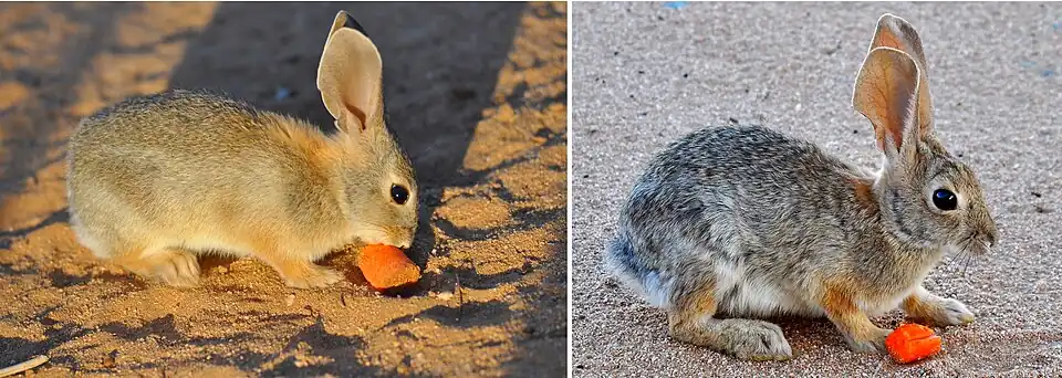 Male desert cottontail at 8 weeks, and the same cottontail at 16 months of age