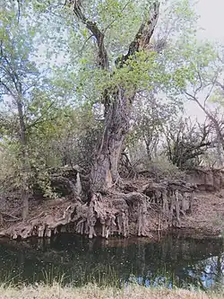 A cottonwood tree along Cienega Creek.