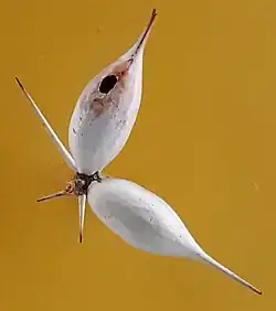 Domatia for symbiotic ants in the tree's swollen hollow spines