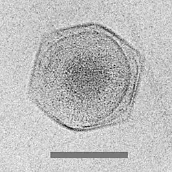 Cryo-electron micrograph of the CroV giant virus [71] scale bar=0.2 μm
