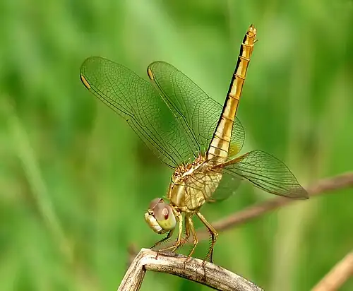 female