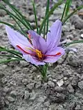 (Crocus sativus)