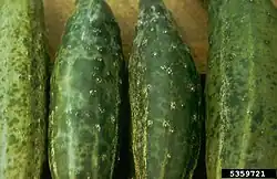 "Cucumber mosaic virus" symptoms
