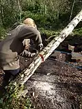 Cutting a fallen birch after heavy rain