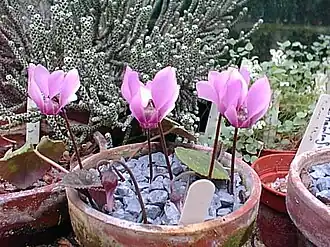 C. colchicum