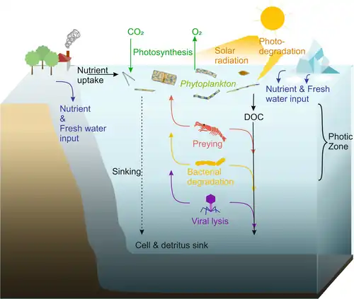 A detailed description of the cycling of marine phytoplankton in the ocean's photic zone. Phytoplankton's role in photosynthesis, oxygen production, and marine food webs highlighted.