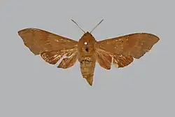 Cypa ferruginea female