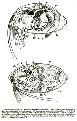 Image 6Anatomy of Cypridina mediterranea (from Ostracod)