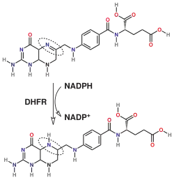 Reaction catalyzed by DHFR.