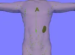 Lymphatic system. Thymus and spleen are clearly visible.