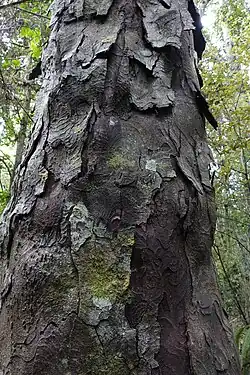 The bark of D. cupressinum, it is dark-brown in colour, shedding in large, thick flakes. An unidentified species of fungi are also visible on the bark.