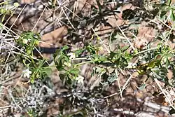 Dactyliandra is a genus of flowering plants belonging to the family Cucurbitaceae