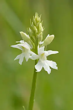 D. maculata subsp. fuchsii alba, White-flowered form