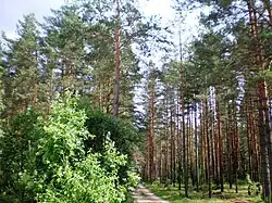 Pines of Dainava forest