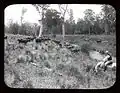 Cattle grazing on the banks of the Gloucester River, 1908. Photo courtesy of the NSW State Records Authority.