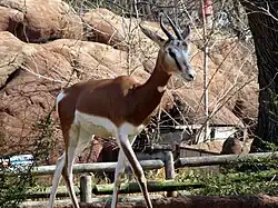Dama gazelle