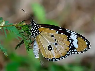 Male showing the pheromone pouch and brush-like organ in Kerala