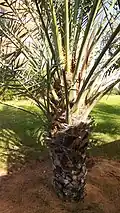 Date palm cutting growing on the trunk