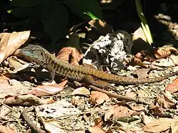 Delicate Ameiva (Holcosus leptophrys)