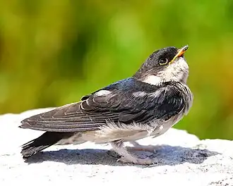 three swallow-like birds with black upperparts and white underparts standing on muddy ground