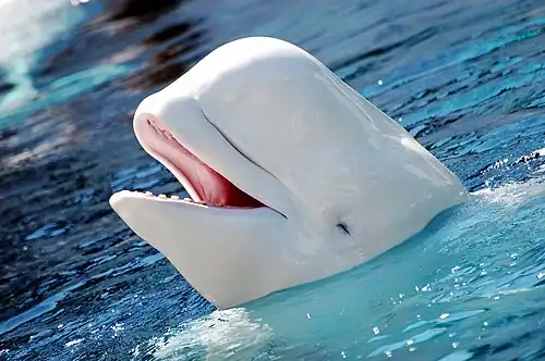 The beluga whale lives in Arctic and sub-arctic waters, where its color is an effective camouflage