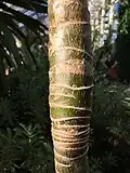 Young trunk bearing distinctive pale, annular leaf scars (Temperate House, Kew Gardens): note bud in centre of image
