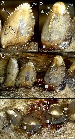 Segnosaurus dentition featuring a triple row of denticles.