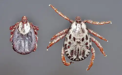 Dermacentor andersoni ixodid ticks, female and male, dorsal