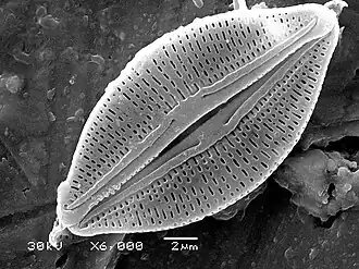 Diatoms have glass like cell walls made of silica and called frustules.[94]