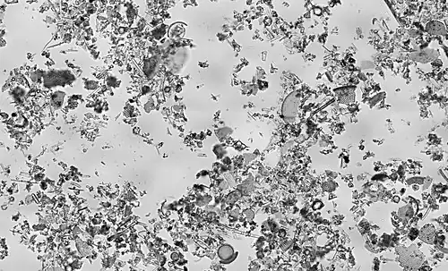 Image 70Diatomaceous earth, by Richard Wheeler (from Wikipedia:Featured pictures/Sciences/Geology)