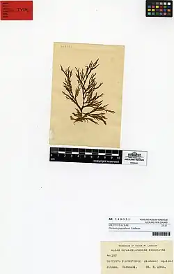 Dictyota papenfussii (AM AK348031)