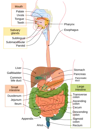 Digestive system