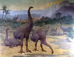 Dinornis from Holocene