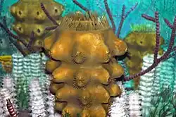 Reconstruction of a Carboniferous seafloor featuring Hydnoceras at the Carnegie Museum of Natural History in Pennsylvania