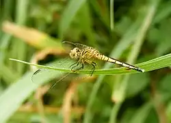 Female