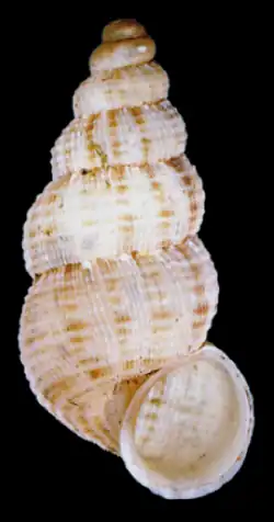 apertural view